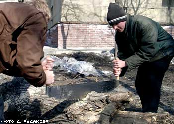 Студенты распиливают поваленный клён